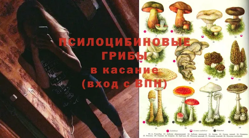 Псилоцибиновые грибы Psilocybe  Кропоткин 